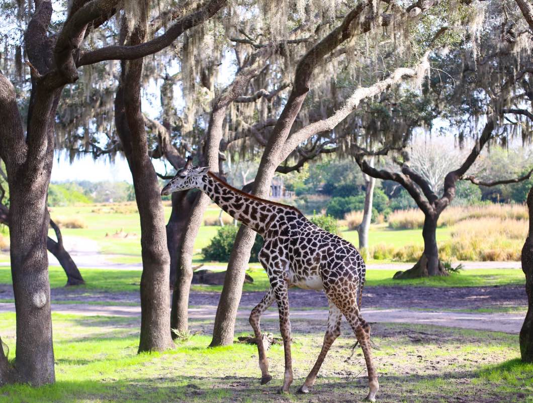 Giraffe Animal Kingdom - Holiday Attractions in Orlando by Atlanta travel blogger Happily Hughes